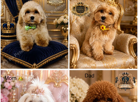 ESPONJOSO Asian Maltipoo 4*Council Licensed