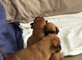 Champion breed boxer puppies