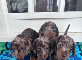 BEAUTIFUL MINIATURE DACHSHUND PUPPIES