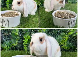 Lots of mini lop baby rabbits ( see all photos )