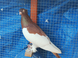 Polish fancy pigeons hen