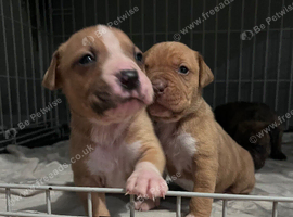 Mastiff cross puppies