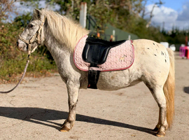 Miniature spotty pony.