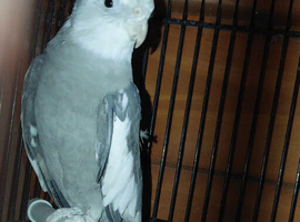Cockatiel
