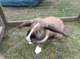 12mnth mini lop proven buck