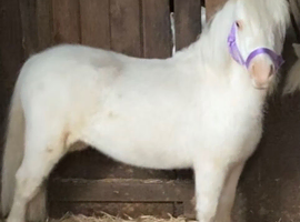 Perfect Childs/Show/Therapy Mini Shetland