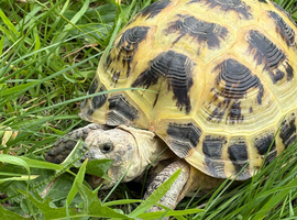 Female horsefield tortoise and set up
