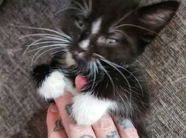 Male and 2 female kittens 9 weeks old ready to go