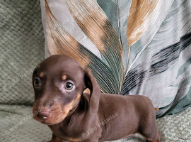 Minuture Dachsund