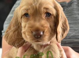 Cocker spaniel puppies