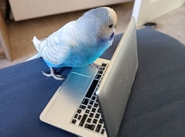 Looking for young budgie