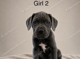 Cane corso