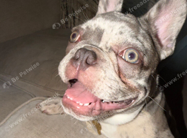 Lilac Merle Frenchie Boy &ndash; 8 Months &ndash; Kid Friendly