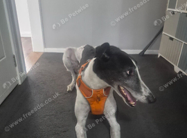 Greyhound for sale