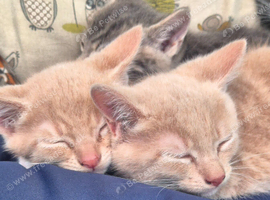 Beautiful kittens for sale