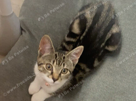 Looking for a kitten