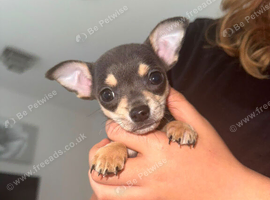Chihuahua puppies