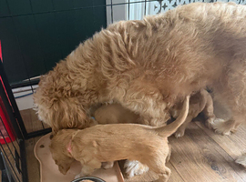 Ready now Cockapoo pups 1 girl, 1 boy left ready next week