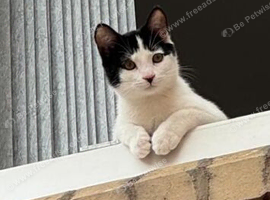 12 week kitten for free