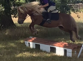Registered first ridden Shetland 41in