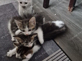 4 adorable tabby kittens