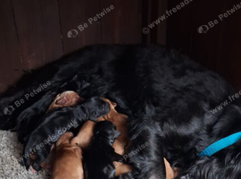 Cocker Spaniel puppy for sale