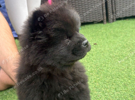 Chow pups ready now papers to hand !!