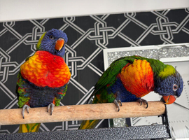 2 lovely rainbow lorikeets and cadge