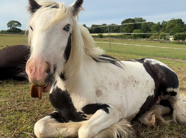 Friendly cob gelding yearling