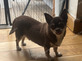 Female chihuahua