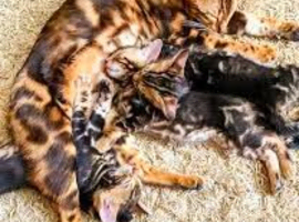 Bengal kittens