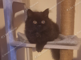 GCCF reg British Longhair kitten