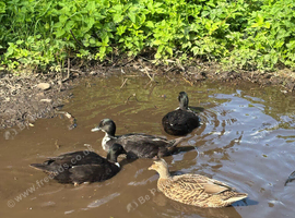 Call ducks bonded pairs