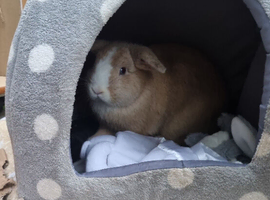 Male dwarf lop needing a home