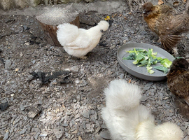 Silkies all girls