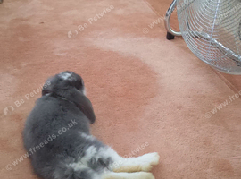 Blue and white young female lop.