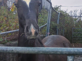 Registered Welsh Section D colt foal