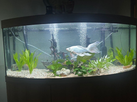 Butterfly ghost koi