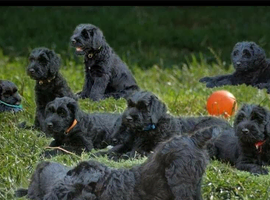 Amazing Kc Reg Giant Schnauzer Puppies