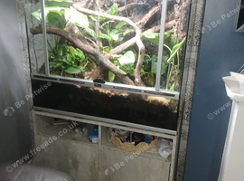 Paludarium for sale