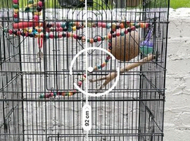 Cages tall good for small and big birds
