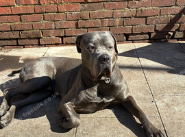 Tyson