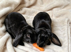 Rare Velveteen pair