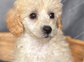 Beautiful Cream and white Toy Poodle 8 week old puppies. Ready to leave