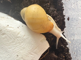 Archachatina Marginata Ovum Albina silver body Giant land snail
