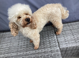 Apricot stud dog