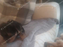 STUD!! Yorkshire terrier