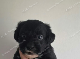 Toy poodle x miniature jack boy
