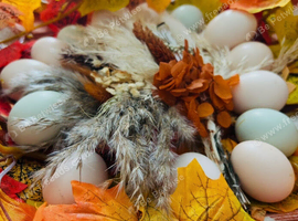 *Hatching Eggs for sale*