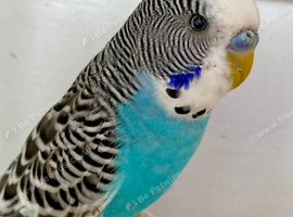 Young male budgie